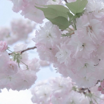 莱山FurryQQ群介绍